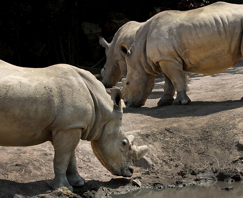  - Rhinos at Pairi Daiza, Belgium