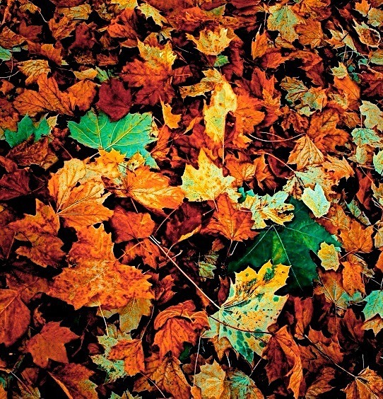 Cinquantenaire Park - November 2012 - Autumn