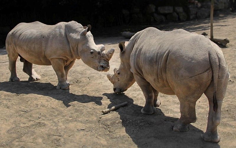  - Rhinos at Pairi Daiza, Belgium