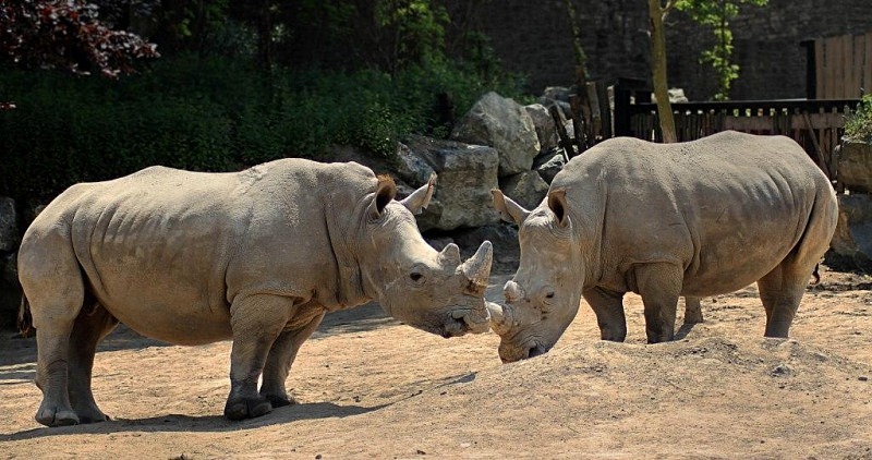  - Rhinos at Pairi Daiza, Belgium