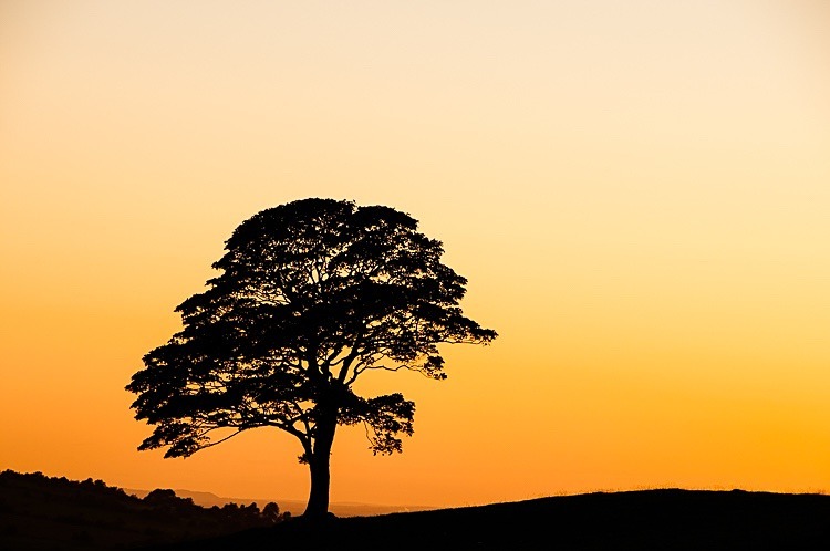 Sunset over tree by the Roaches - Peak District
