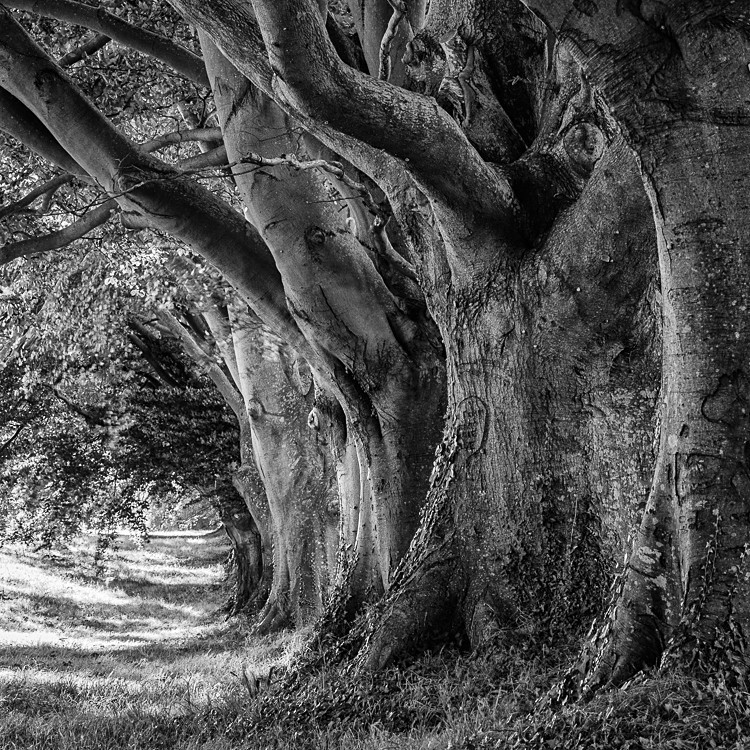 Beech Avenue, Kingston Lacey (2) - Dorset