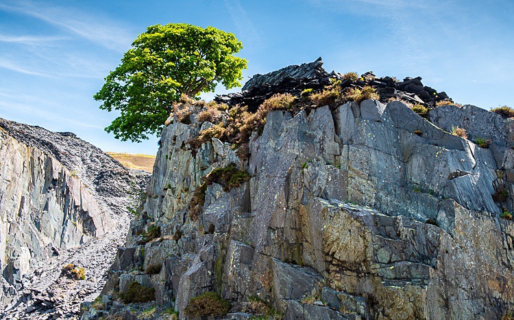 Lone tree, Dinorwic Quarry (1) - Wales