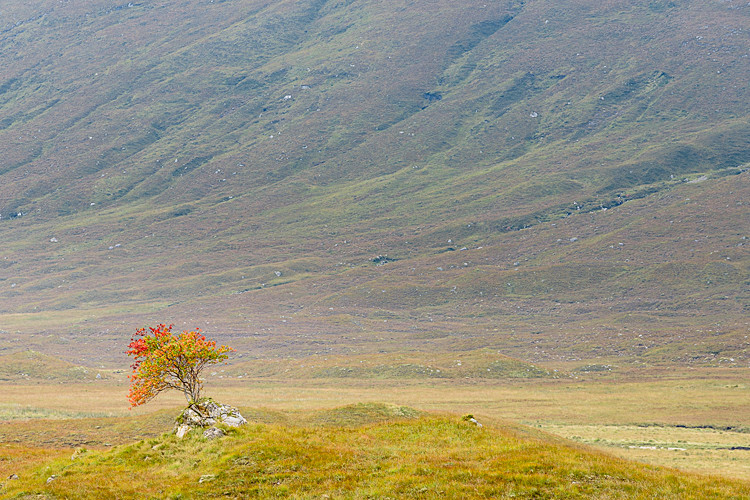 Lone Tree by the A82 - Other Locations