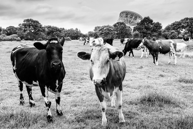 Cows near Jodrell Bank, Cheshire - Jodrell Bank