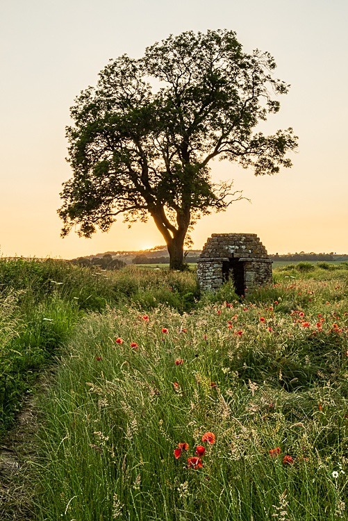 Poppy field near Hassop (3) - Peak District