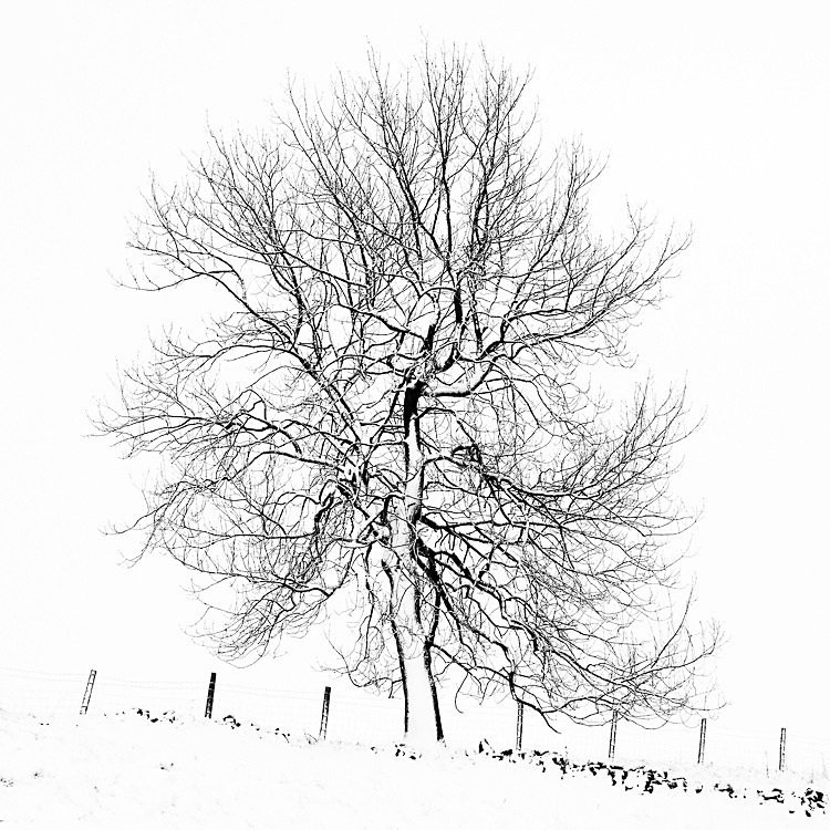 Tegg's Nose tree - Macclesfield in Winter