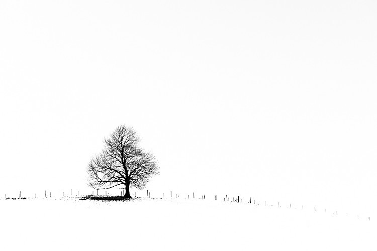 Lone tree, Wildboarclough - Around Macclesfield Forest