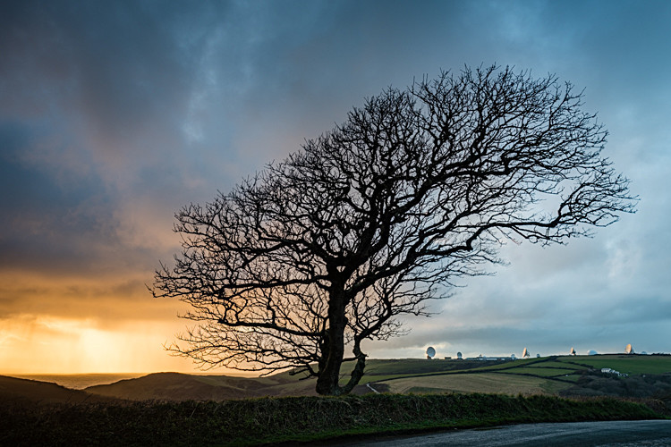 Sycamore sunset, Bude - Cornwall