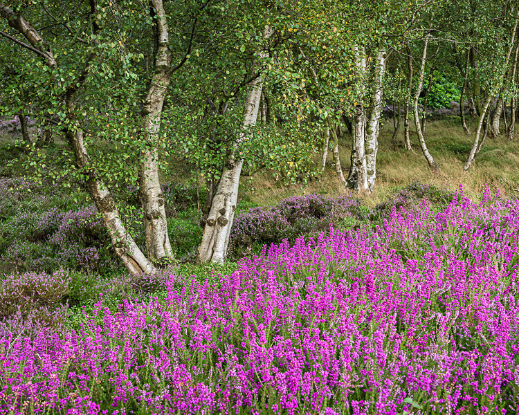 Heather, Stanton Moor (3) - Alport and Stanton Moor