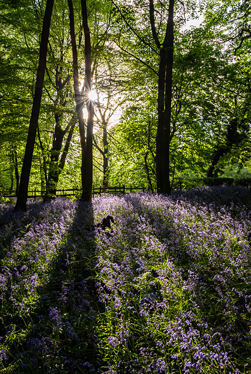 Bluebell wood, Siddington (1) - Other Cheshire Locations