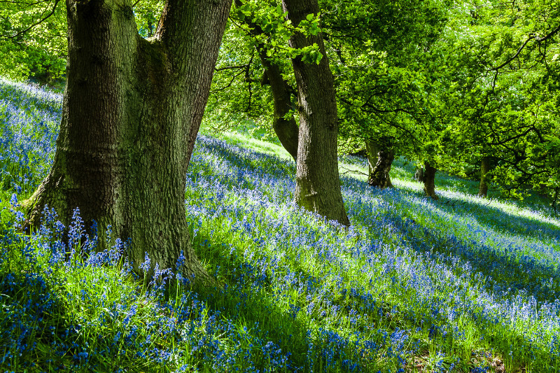 Bluebell Wood, Pott Shrigley, Cheshire (1) - Other Cheshire Locations