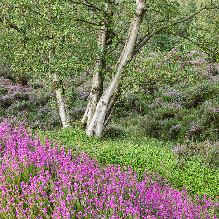 Heather, Stanton Moor (2) - Alport and Stanton Moor