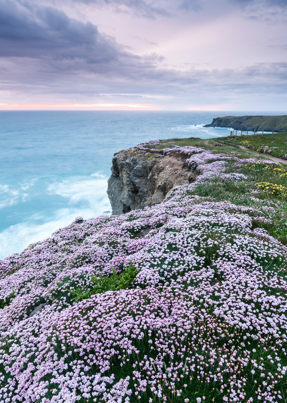 Pink Thrift by Bedruthan Steps (2) - Cornwall