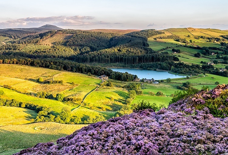 Heather on Tegg's Nose (1) - Macclesfield Countryside