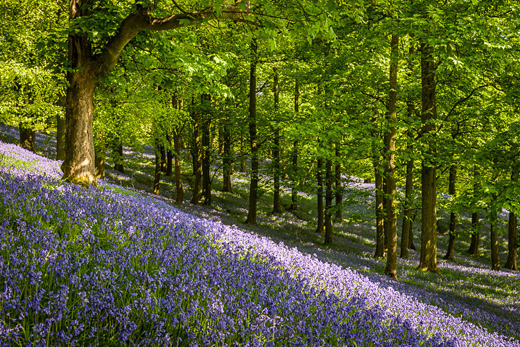 Bluebell Wood, Pott Shrigley, Cheshire (5) - Other Cheshire Locations