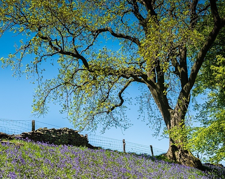 Bluebell Wood, Pott Shrigley, Cheshire (7) - Other Cheshire Locations