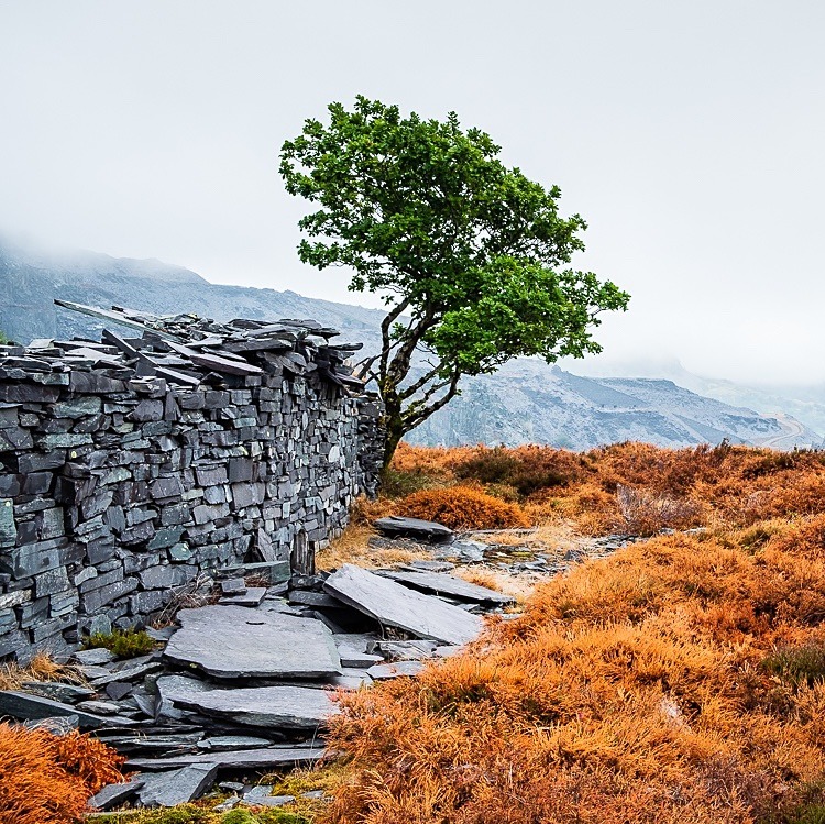 Lone tree, Dinorwic Quarry (5) - Wales