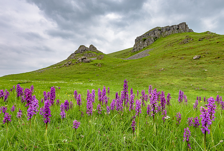 Wild Orchids, Cressbrook Dale - Other locations