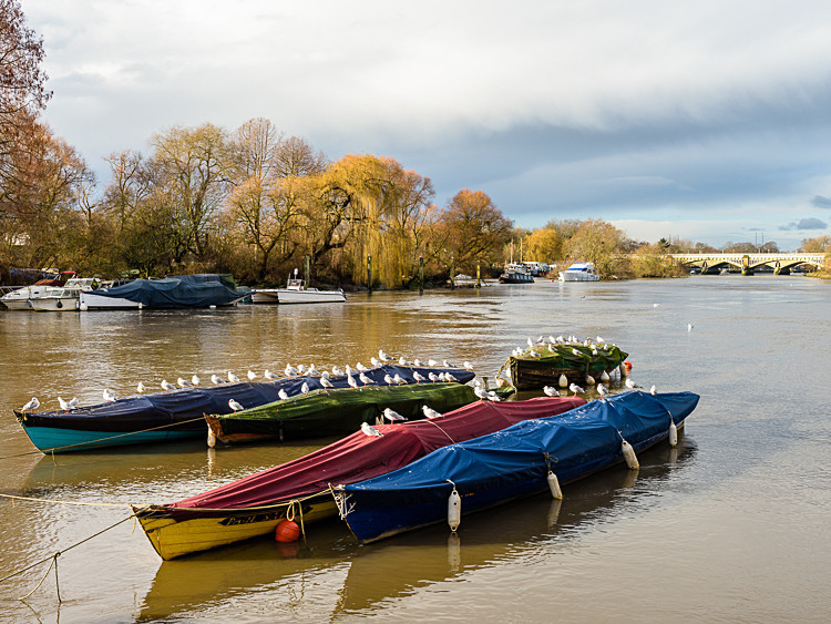 Boats on the Thames at Richmond (1) - Other locations