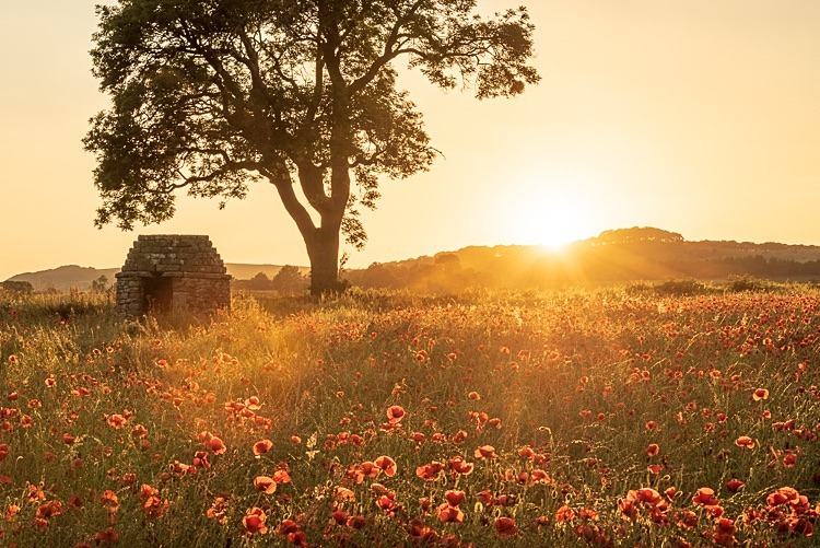 Poppy field near Hassop (2) - Peak District