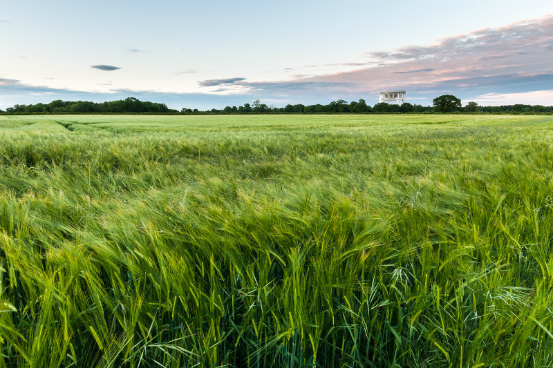 Barley Field near Jodrell Bank, Cheshire - Jodrell Bank