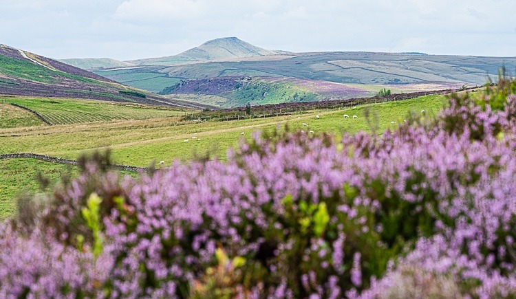 Heather beneath Shutlingsloe (2) - Shutlingsloe
