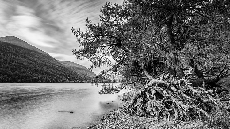 Tree roots, Buttermere (2) - The Lake District