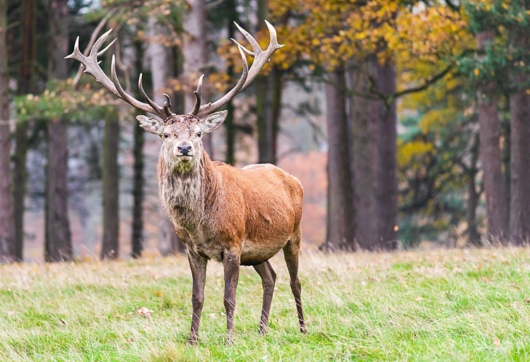 Deer at Tatton Park, Knutsford