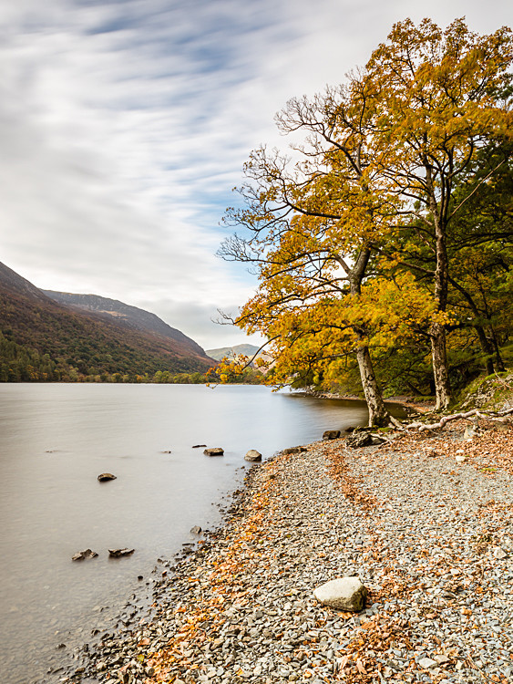 Lakeside trees, Buttermere (1) - The Lake District