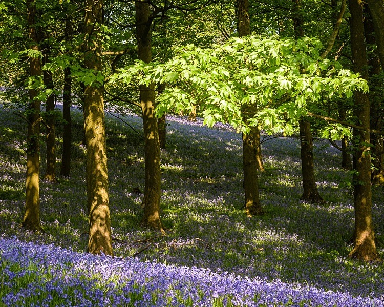 Bluebells near Pott Shrigley (3) - Macclesfield Countryside