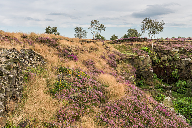 Heather, Stanton Moor (4) - Alport and Stanton Moor
