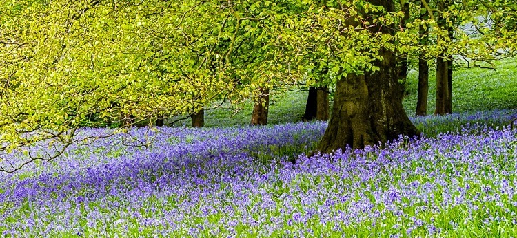 Bluebells near Pott Shrigley (2) - Macclesfield Countryside