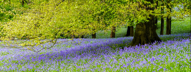 Bluebell Wood, Pott Shrigley, Cheshire (2) - Other Cheshire Locations