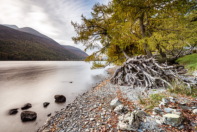 Tree roots, Buttermere (1) - The Lake District