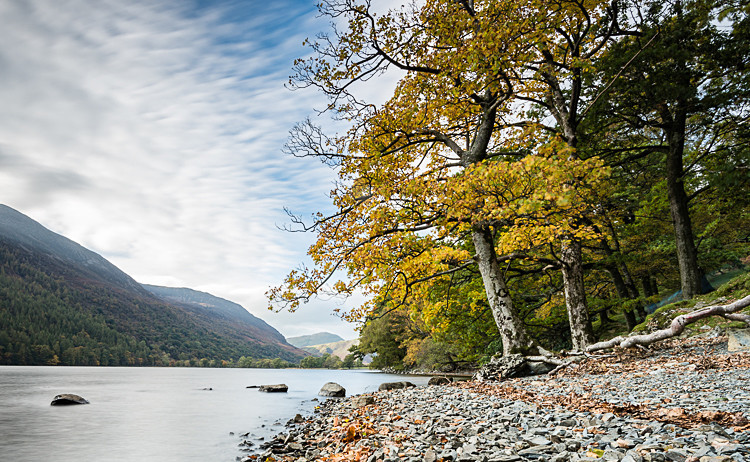 Lakeside trees, Buttermere (2) - The Lake District