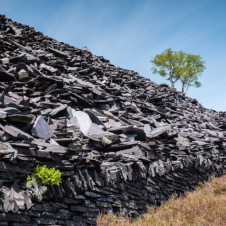 Lone tree, Dinorwic Quarry (3) - Wales