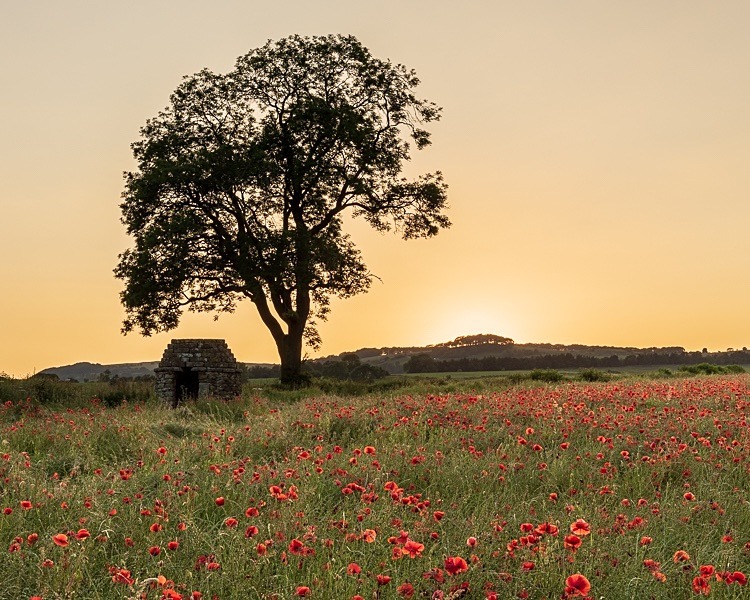 Poppy field near Hassop (5) - Peak District