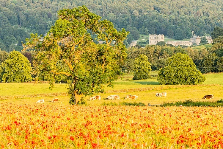 Poppy field near Hassop (1) - Peak District