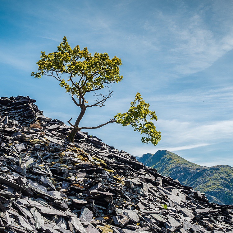 Lone tree, Dinorwic Quarry (4) - Wales