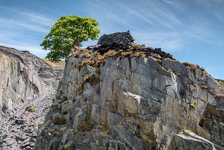 Lone tree, Dinorwic Quarry (2) - Wales