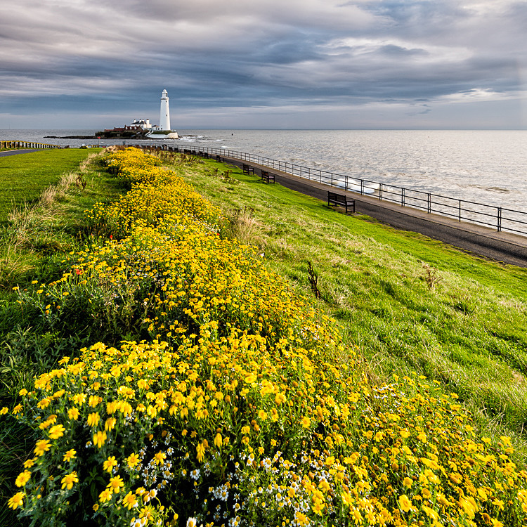 Wildflowers by St Mary's Lighthouse (1) - Whitley Bay