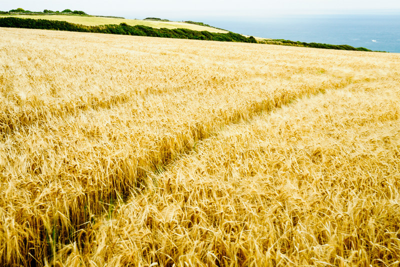 Devon: Barley Field, East Prawle - Devon