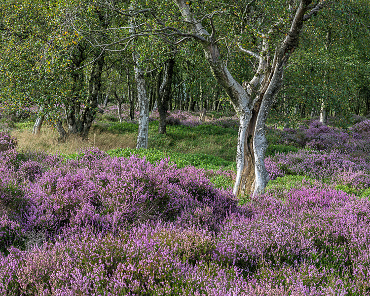 Heather, Stanton Moor (1) - Alport and Stanton Moor