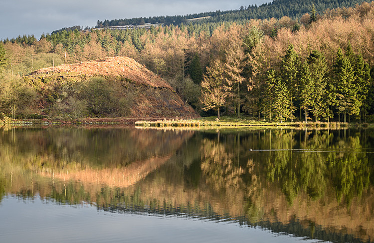 Duck on Trentabank - The Langley Reservoirs