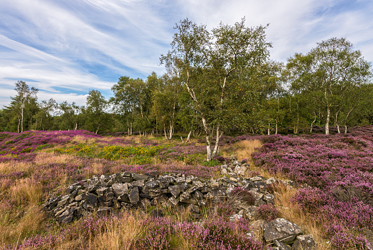 Heather, Stanton Moor (6) - Alport and Stanton Moor