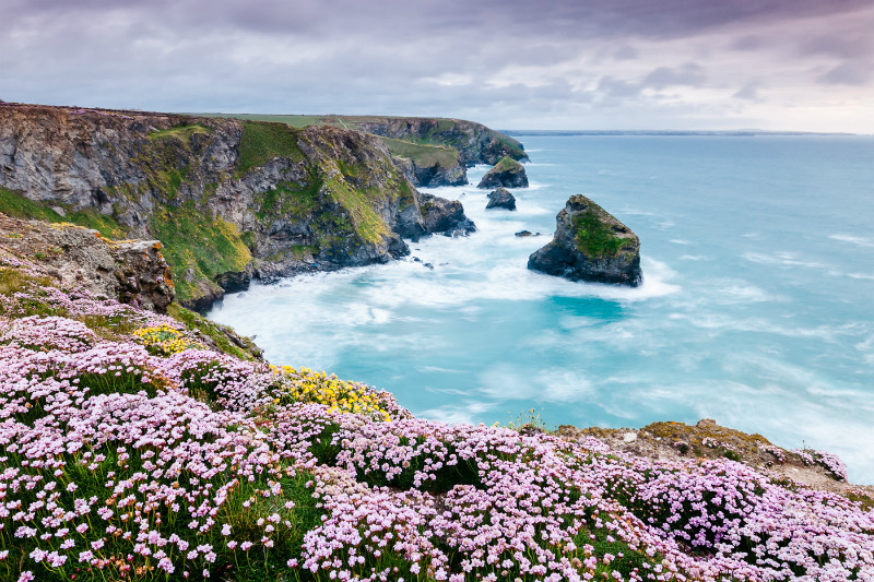 Pink Thrift by Bedruthan Steps (1) - Cornwall