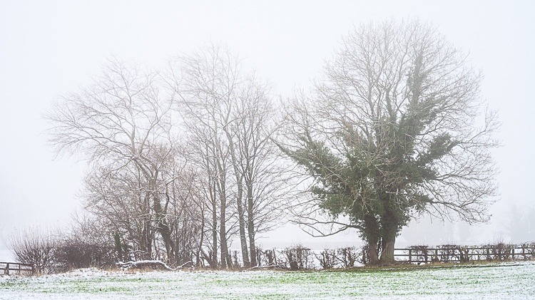 Misty trees, Kerridge - Other Cheshire Locations