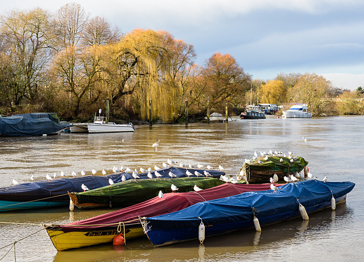Boats on the Thames at Richmond (2) - Other locations
