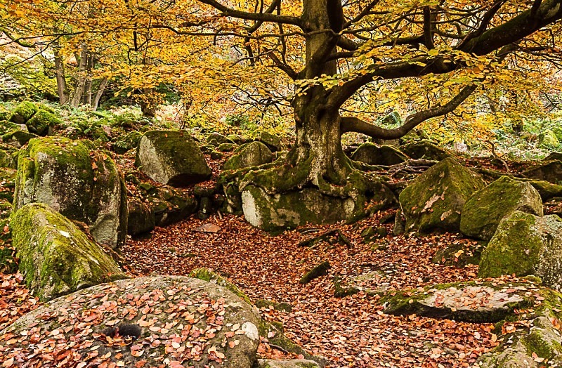 Derbyshire landscape